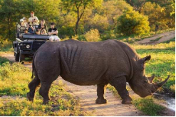 Safari旅游